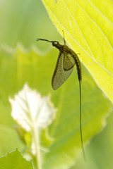 Hexagenia bilineata