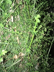 Galium humifusum