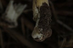 Agaricus