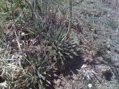 Agave parviflora