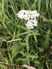 Achillea millefolium