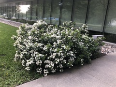 Philadelphus mexicanus