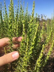 Ericameria pinifolia
