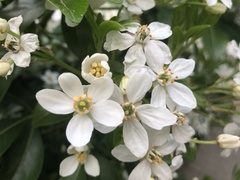 Philadelphus mexicanus