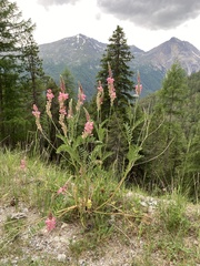Onobrychis montana