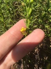 Ericameria pinifolia