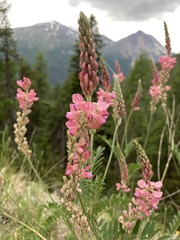 Onobrychis montana