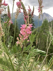 Onobrychis montana