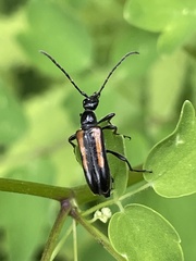 Strangalepta abbreviata