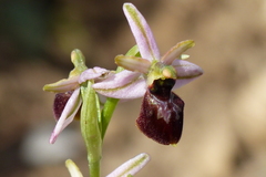 Ophrys sphegodes