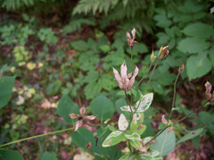 Aquilegia canadensis