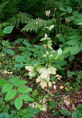 Aquilegia canadensis