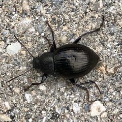 Meracantha contracta