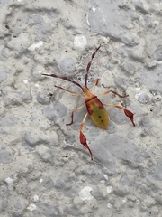 Chondrocera laticornis