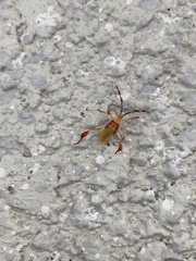 Chondrocera laticornis