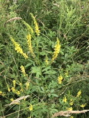 Melilotus altissimus