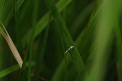 Argyresthia brockeella