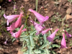 Penstemon clutei