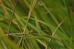 Evacanthus interruptus