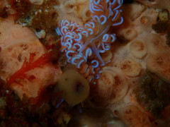 Phyllodesmium horridum