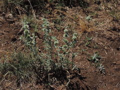 Marrubium incanum