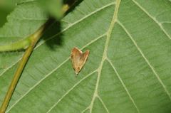 Pseudargyrotoza conwagana