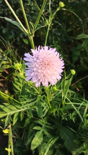 Field Scabious