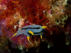 Polycera capensis