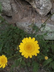 Lepidophorum repandum