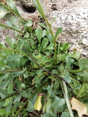 Lepidophorum repandum