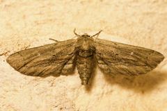 Holochroa dissociarius