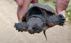 Chelydra acutirostris