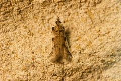 Amyelois transitella