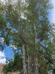 Populus monticola