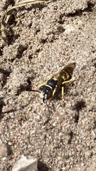 Philanthus triangulum