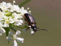 Microtheca ochroloma