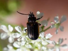 Microtheca ochroloma