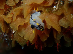 Polycera capensis
