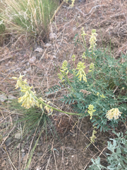 Astragalus collinus