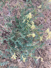 Astragalus collinus