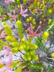 Erica verticillata