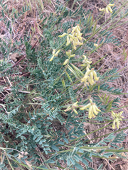 Astragalus collinus