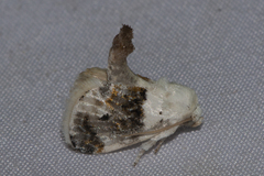 Niphopyralis