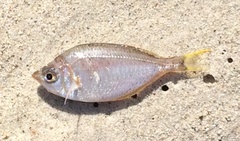 Parequula melbournensis