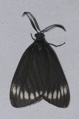 Cyclosia panthona