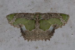 Eucyclodes discipennata
