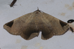 Psimada quadripennis