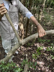 Trichostigma octandrum