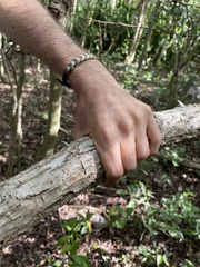 Trichostigma octandrum