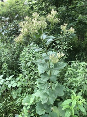 Arnoglossum reniforme